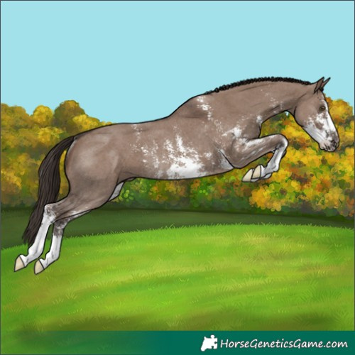 Horse Color:Liver Red Dun Sabino Rabicano