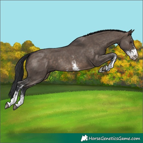 Horse Color:Brown Dun Sabino Rabicano 