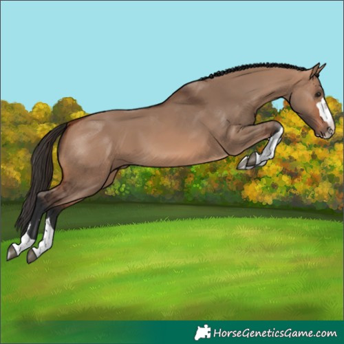 Horse Color:Bay Dun
