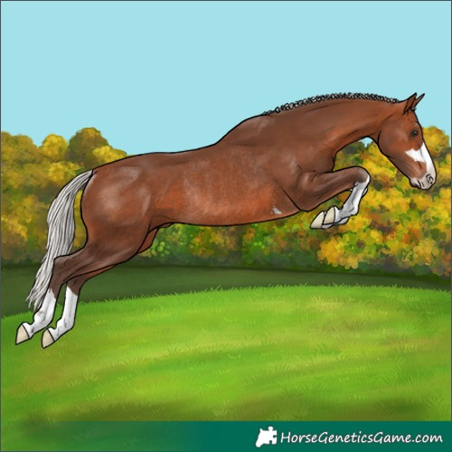 Horse Color:Silver Brown Rabicano 