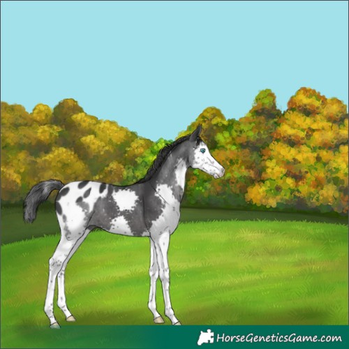 Horse Color:Black Splash Skewed LP Spotted