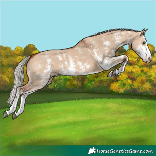 Horse Color:Silver Bay Dun Sabino Rabicano 