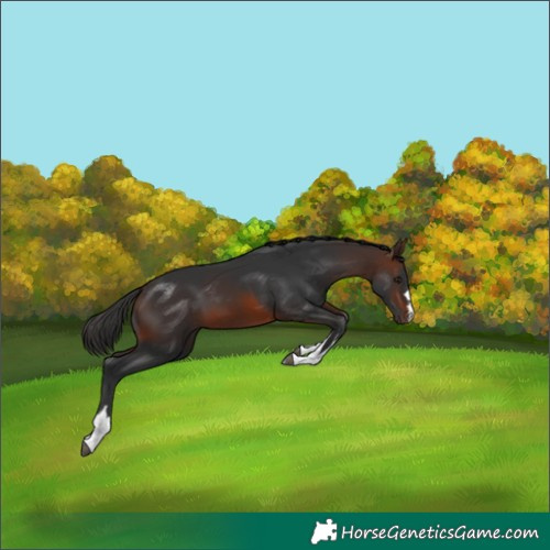 Horse Color:Brown Rabicano 