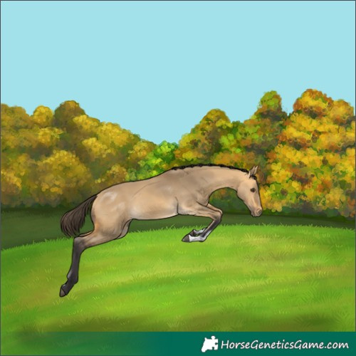 Horse Color:Buckskin Dun Sabino Rabicano 