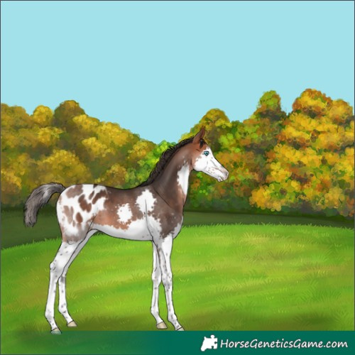Horse Color:Bay Splash Blanket 