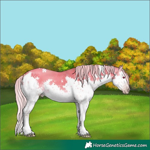 Horse Color:Gray White Spotted Silver Sable Champagne Onyx Mushroom Splash Rabicano 