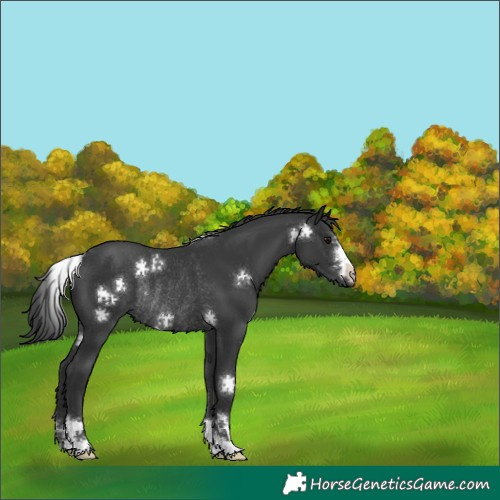 Horse Color:Black Rabicano