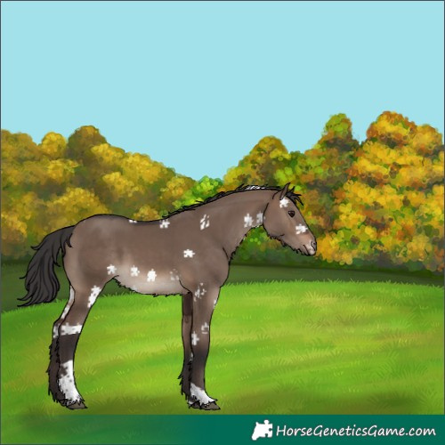 Horse Color:Brown Dun Tobiano