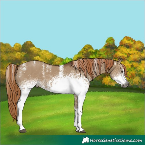 Horse Color:Powder White Gray White Spotted Liver Red Dun 