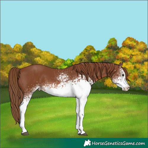 Horse Color:White Spotted Chestnut