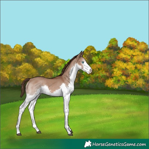 Horse Color:Liver Red Dun Splash