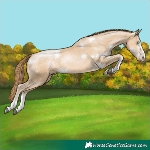 Horse Color:Buckskin