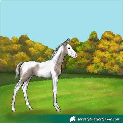Horse Color:Silver Grullo Splash Tobiano