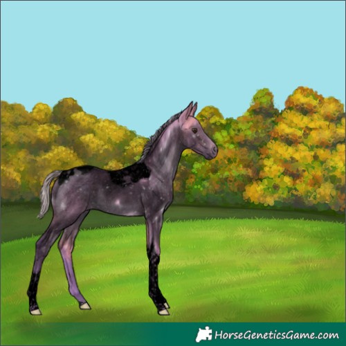 Horse Color:Void Watercolor Silver Brown Dun Tobiano
