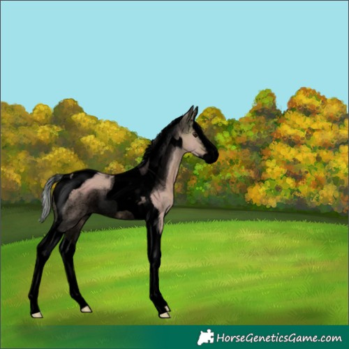 Horse Color:Void Watercolor Silver Brown Dun Splash Tobiano 