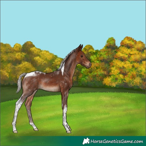 Horse Color:Silver Brown Tobiano
