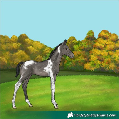 Horse Color:Grullo Tobiano Snowflake Varnish Rabicano