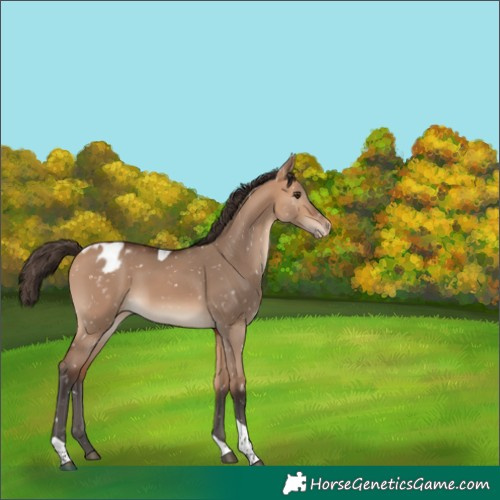 Horse Color:Bay Dun Tobiano Snowflake Varnish