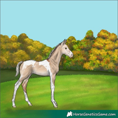 Horse Color:Silver Bay Dun Tobiano Varnish Rabicano
