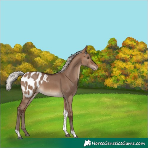 Horse Color:Silver Brown Dun Tobiano Blanket