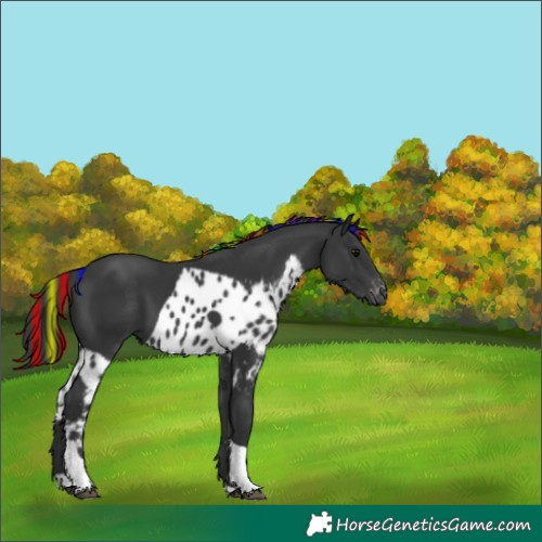 Horse Color:Painted Black Tobiano Skewed LP Spotted