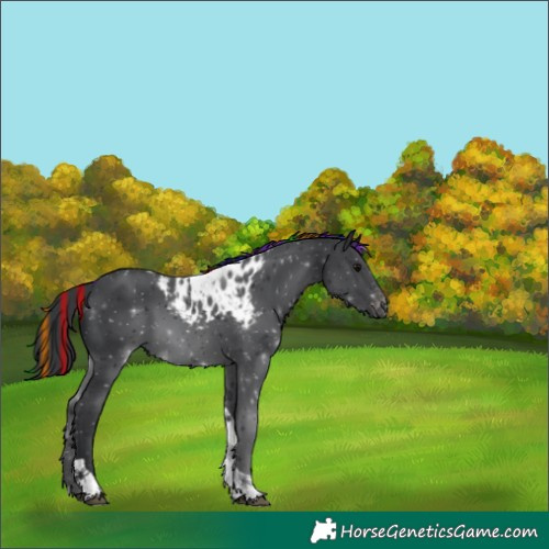 Horse Color:Painted Black Tobiano Skewed LP Spotted 