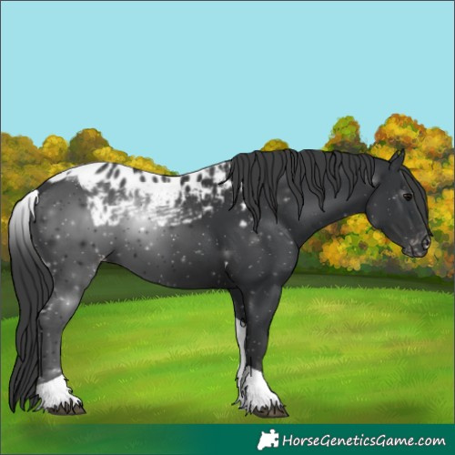 Horse Color:Black Tobiano Skewed LP Spotted