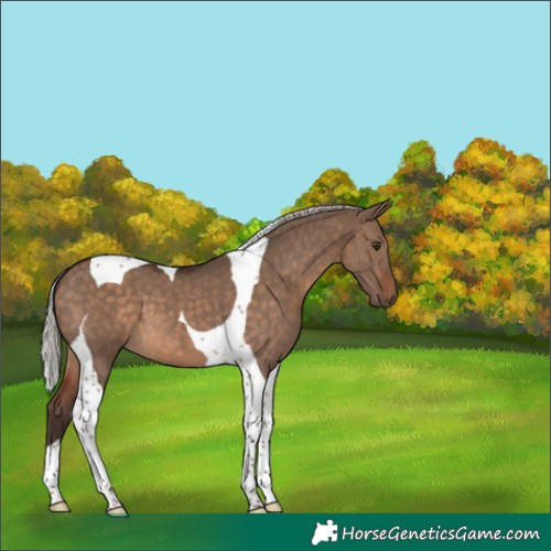 Horse Color:Silver Brown Dun Tobiano 