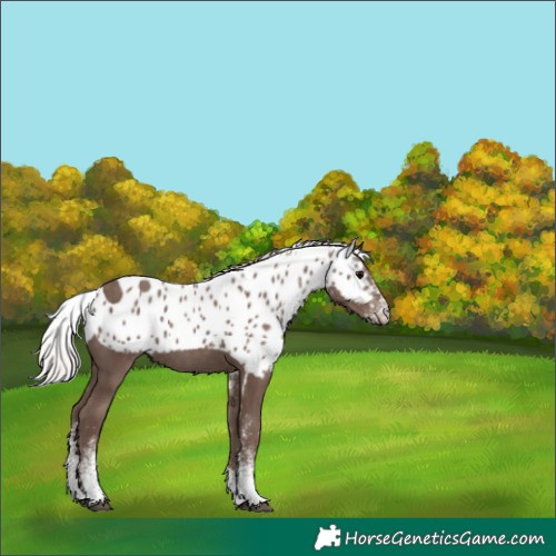 Horse Color:White Spotted Silver Black Skewed LP Spotted 