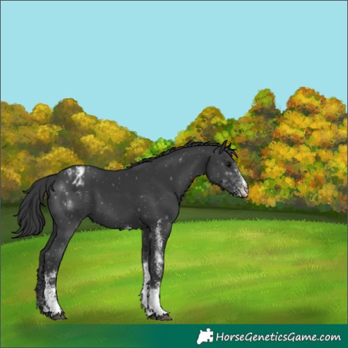 Horse Color:White Spotted Black Varnish 
