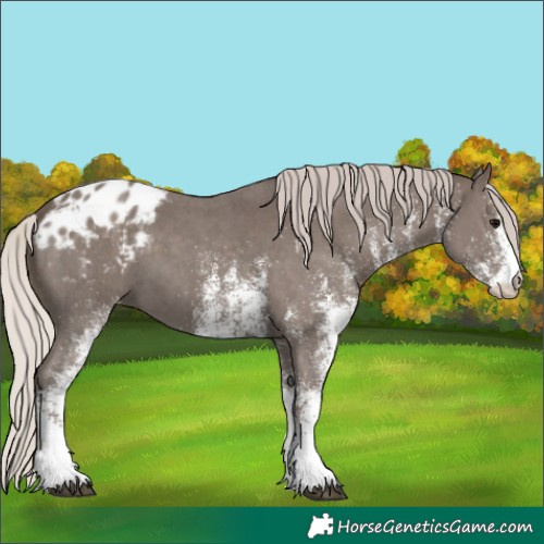 Horse Color:White Spotted Silver Black Blanket