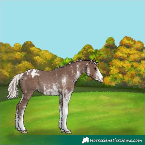 Horse Color:White Spotted Silver Black Blanket 