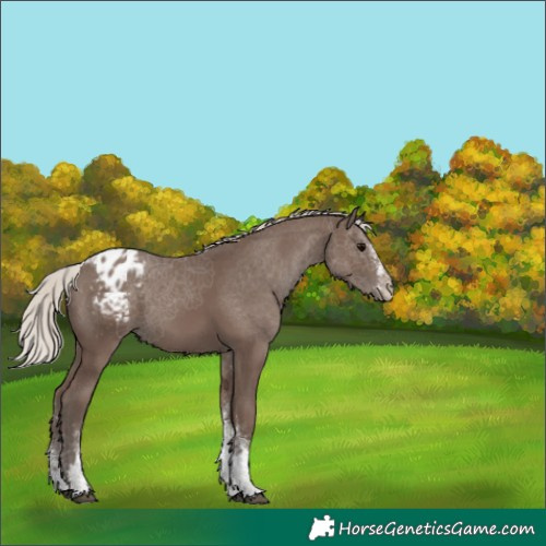 Horse Color:White Spotted Silver Black Blanket
