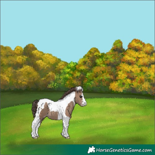 Horse Color:Classic Champagne Tobiano 