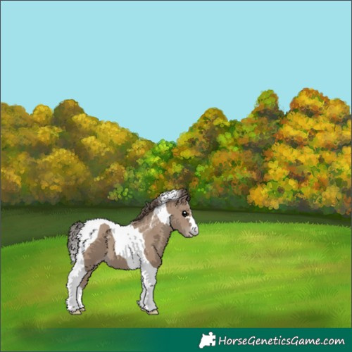Horse Color:Classic Champagne Tobiano