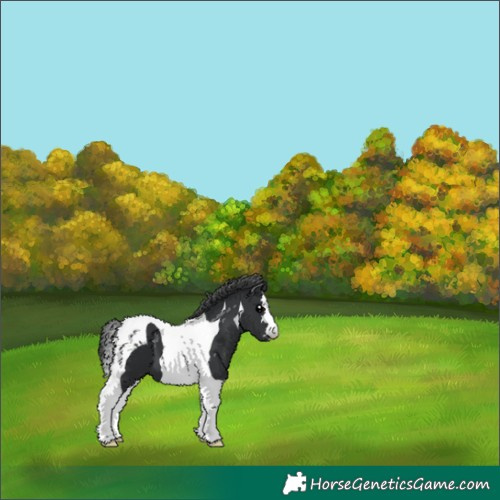 Horse Color:Black Tobiano