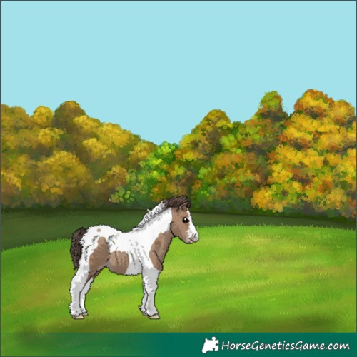 Horse Color:Classic Champagne Tobiano 