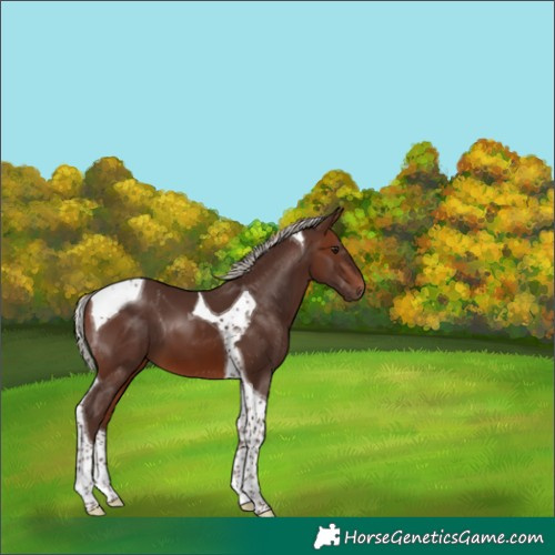 Horse Color:Silver Brown Tobiano 