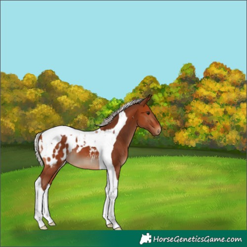 Horse Color:Silver Bay Tobiano Blanket 