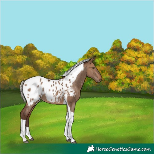 Horse Color:Silver Brown Dun Tobiano Blanket 