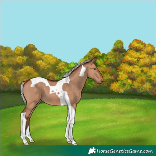Horse Color:Silver Bay Dun Tobiano 
