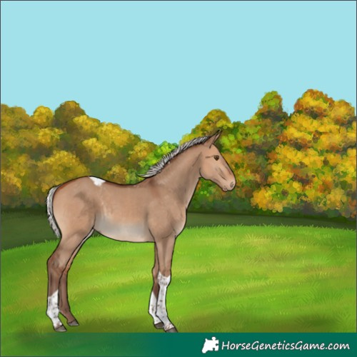 Horse Color:Silver Bay Dun Tobiano 