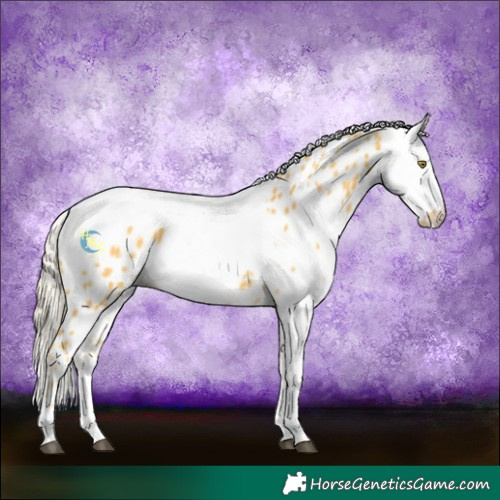 Horse Color:Palomino Leopard and Palomino Fewspot