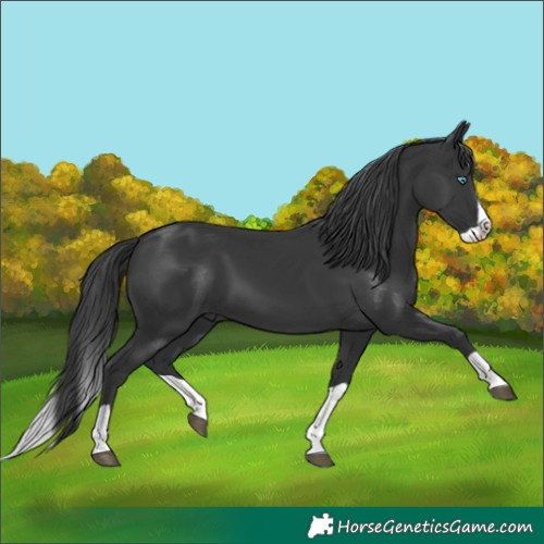 Horse Color:Black Splash 