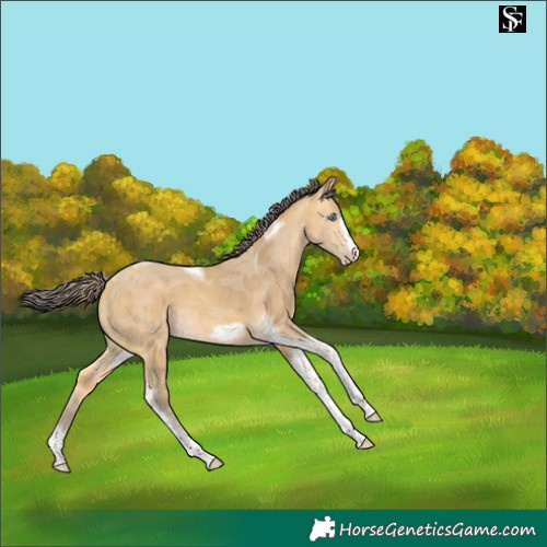 Horse Color:Amber Cream Champagne Merle Tobiano Frame