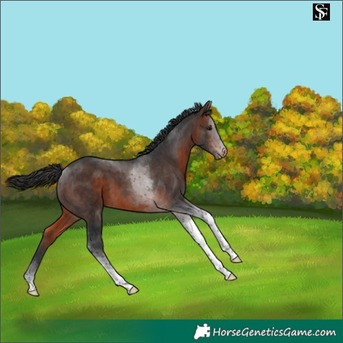 Horse Color:Brown Tobiano