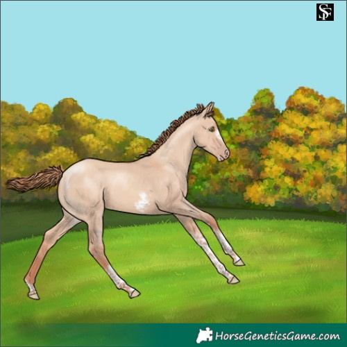 Horse Color:Gold Champagne Dun Tobiano Frame 