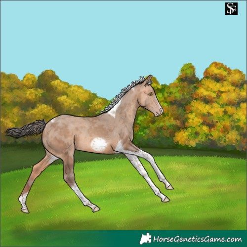 Horse Color:Amber Champagne Merle Tobiano Frame 