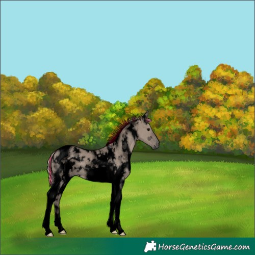 Horse Color:Void Painted White Spotted Silver Grullo Tobiano