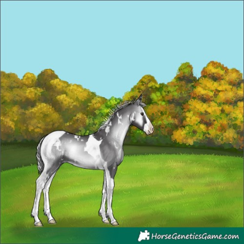 Horse Color:White Spotted Silver Smoky Blue Onyx Chinchilla Splash Tobiano